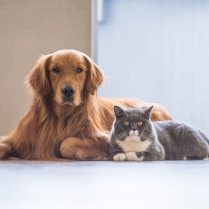 Petshop